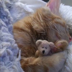 Meet your Posher, Bingua